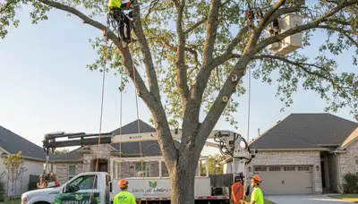 Arborist pruning oak tree branches in Burlington, NC for Chop Chop Tree professional tree care