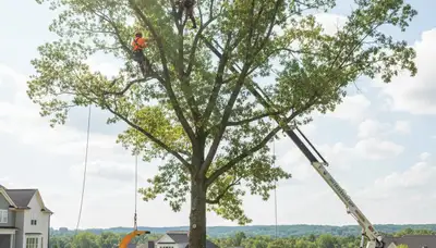 Professional tree removal service in Burlington NC clearing large oak safely