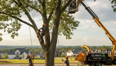 Professional tree removal service in Burlington, NC safely cutting large oak branches