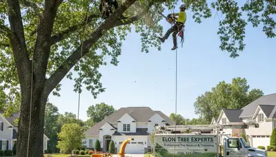Professional tree removal service crew working safely in Burlington, NC
