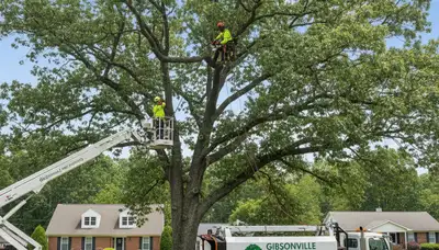 Professional tree removal service in Burlington NC safely cutting and clearing large trees