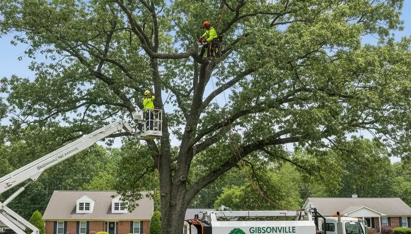 Professional tree removal service in Burlington NC safely cutting and clearing large trees
