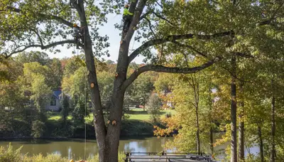 Professional tree removal service in Burlington NC safely cutting and clearing large oak trees