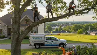 Professional tree removal service in Burlington, NC safely cutting and clearing large oak tree