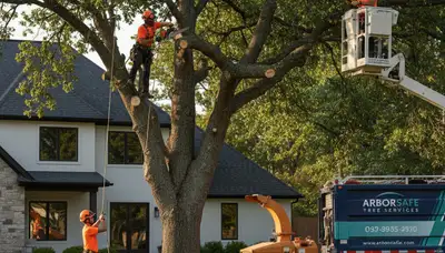 Arborist trimming oak tree branches in Burlington, NC for Chop Chop Tree professional tree care service