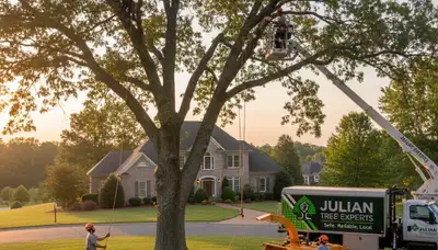 Professional tree removal service in Burlington, NC safely cutting large oak tree
