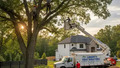 Professional tree removal service in Burlington, NC clearing hazardous trees safely