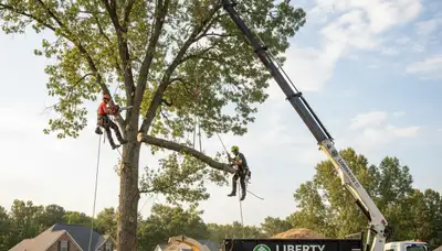 Professional tree removal service in Burlington NC safely clearing large oak trees