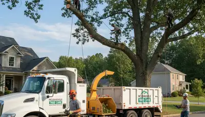 Professional tree removal service team working safely in Burlington, NC