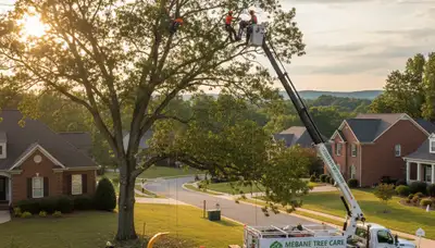Professional tree removal service in Burlington, NC safely cutting large oak tree