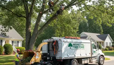 Professional tree removal service in Burlington NC safely cutting down large oak tree