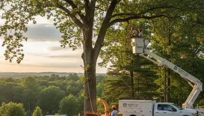 Professional tree removal service in Burlington, NC safely cutting large oak trees