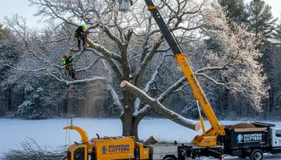 Professional tree removal service in Burlington, NC safely clearing large oak trees