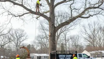 Professional tree removal service team working in Burlington, NC neighborhood
