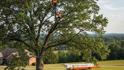 Professional tree removal service in Burlington NC safely clearing trees for property maintenance