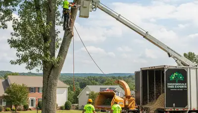 Professional tree removal service in Burlington, NC safely clearing large oak trees
