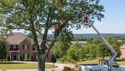 Professional tree removal service in Burlington NC safely cutting large oak tree