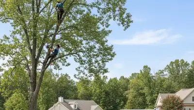Professional tree removal service in Burlington NC safely cutting down large oak tree